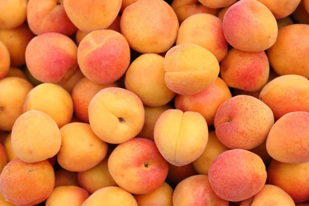 L’abricot, un allié minceur estival à intégrer dans votre alimentation